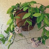 Hoya carnosa (rooted plants)